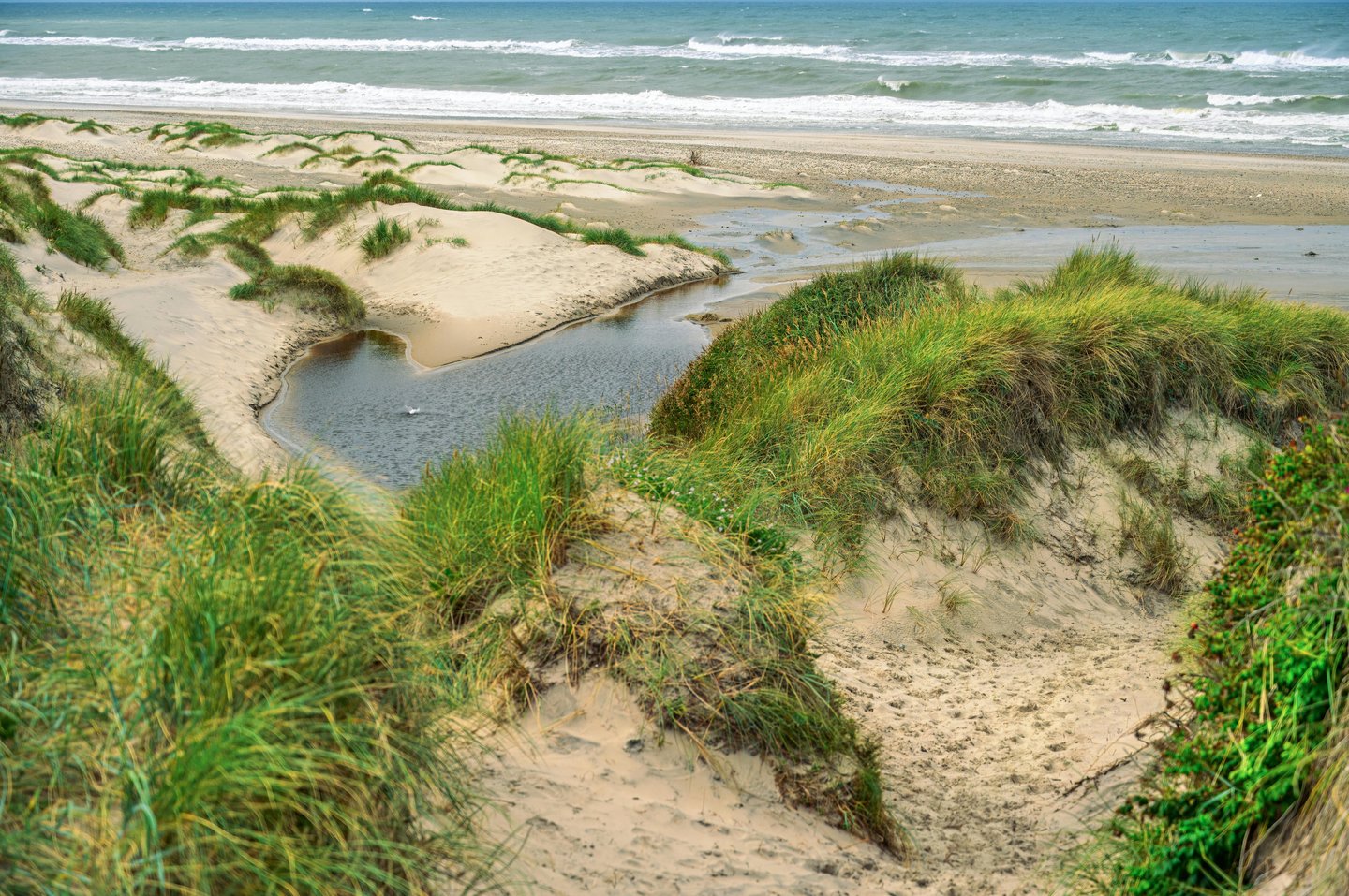 Dünen, Strandgras und Meer aus der vorhandenen Nordsee-Bilderauswahl